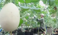 Gunakan Budidaya Sistem Greenhouse, Petani Melon Desa Kedungrejo Jombang Untung Besar