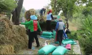 Panen Raya, Bulog Ponorogo Serap Gabah Milik Petani Meski Diatas Harga Pembelian Pemerintah
