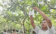 DBD Merebak, Berkah Petani Jambu Merah Desa Karangsono Kanigoro Blitar, Omzet Sehari Capai Rp 2 Juta